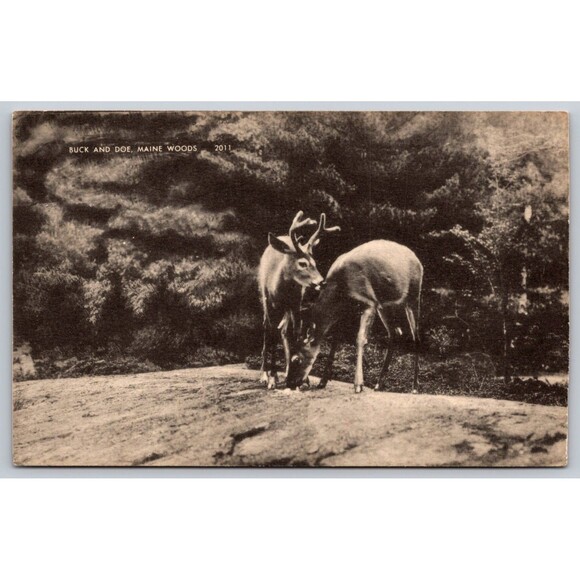 Picture Postcard Maine Woods Buck and Doe Deer RPPC No Back c1910s Antique B&W - Picture 3 of 4